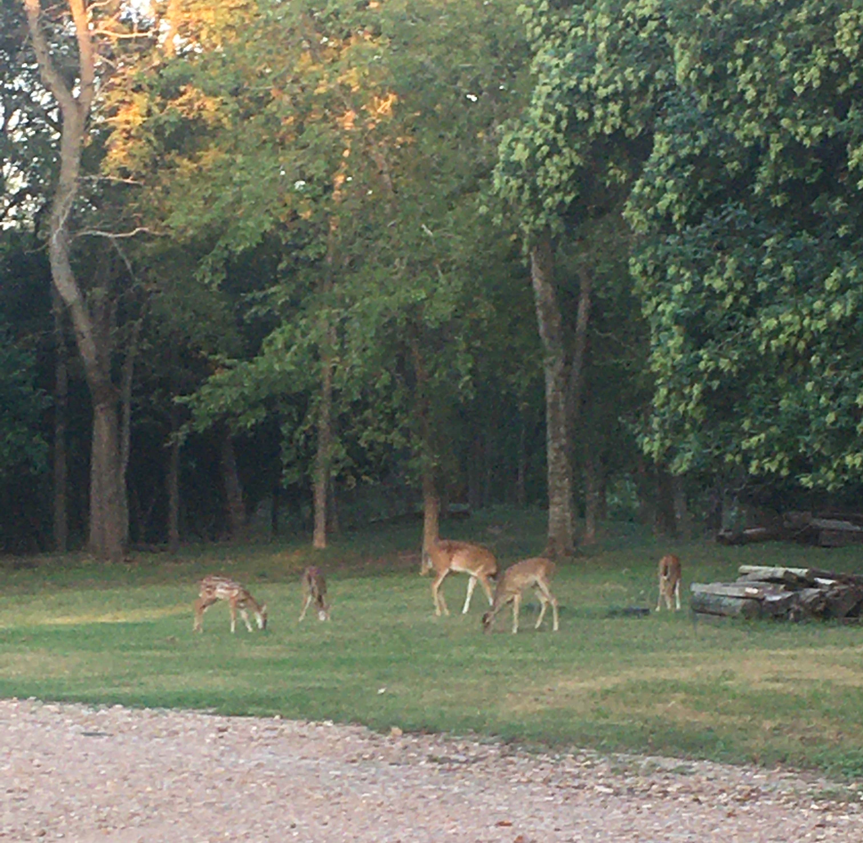 Camper submitted image from Colorado Landing RV & Mobile Home Park - 5