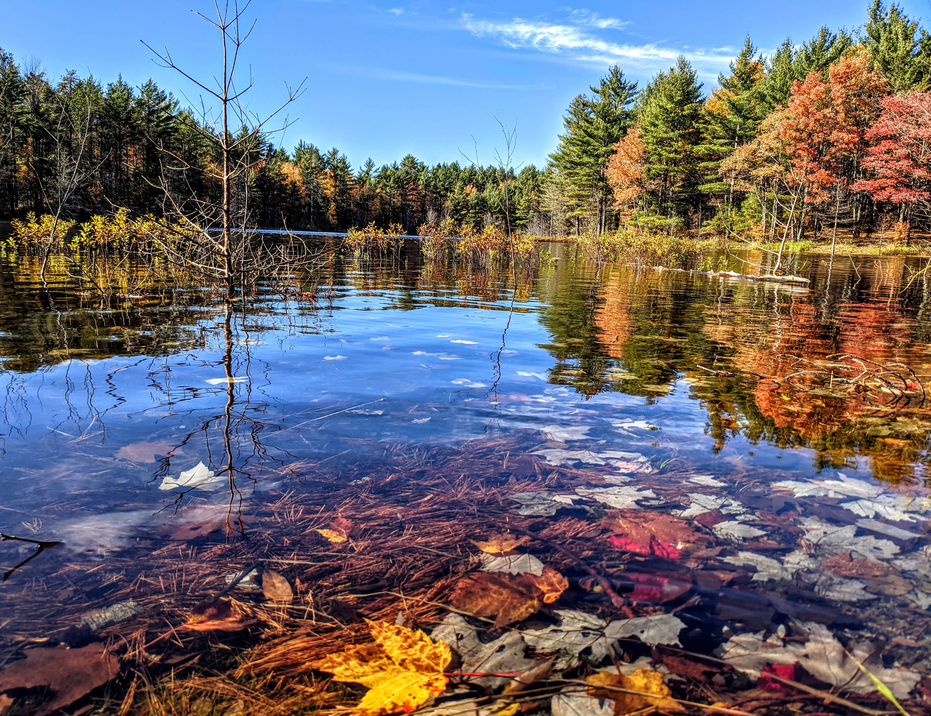 Kingston Lake State Forest The Dyrt