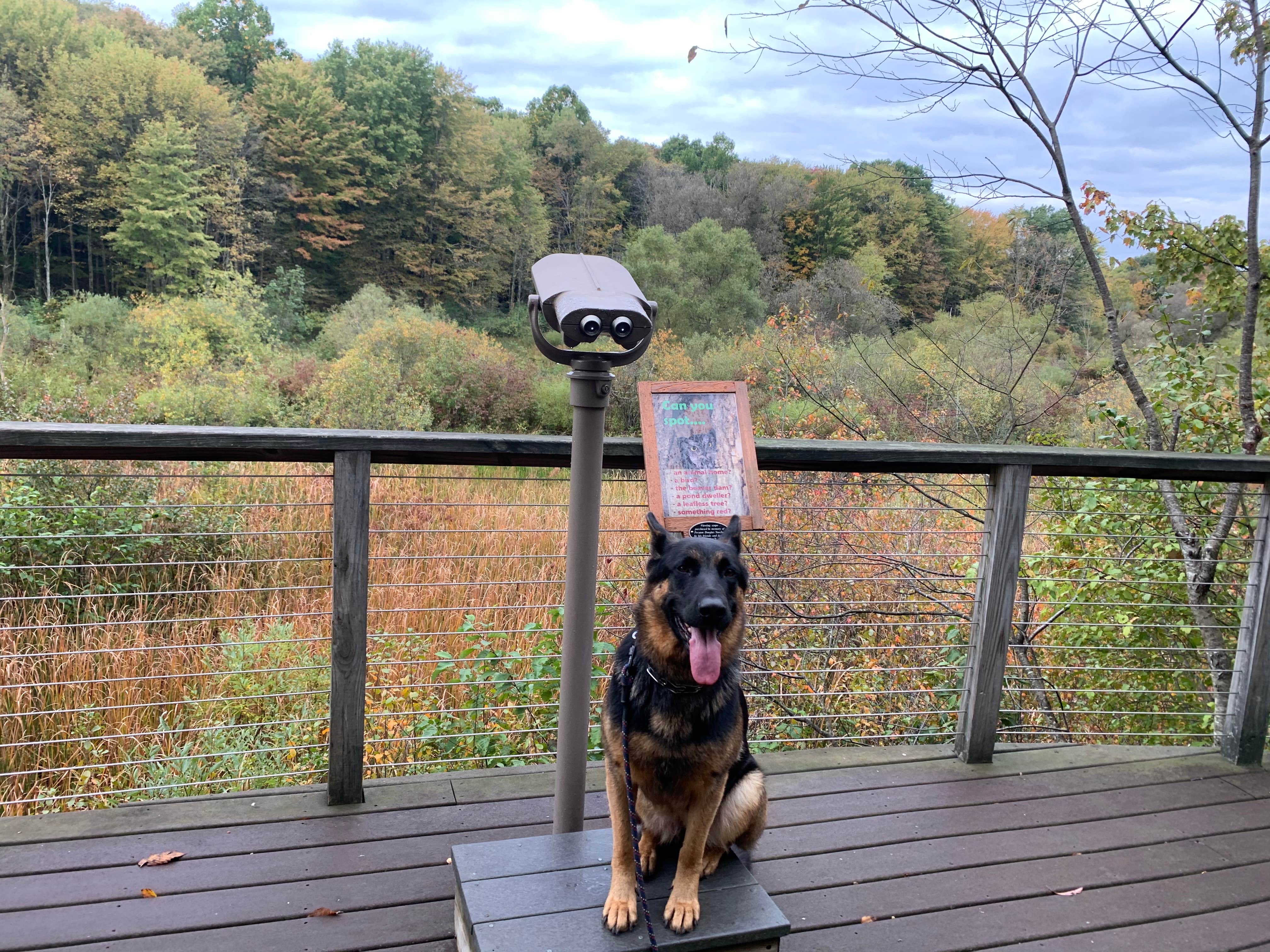 Camper-submitted photo at The West Woods near Wadsworth, OH