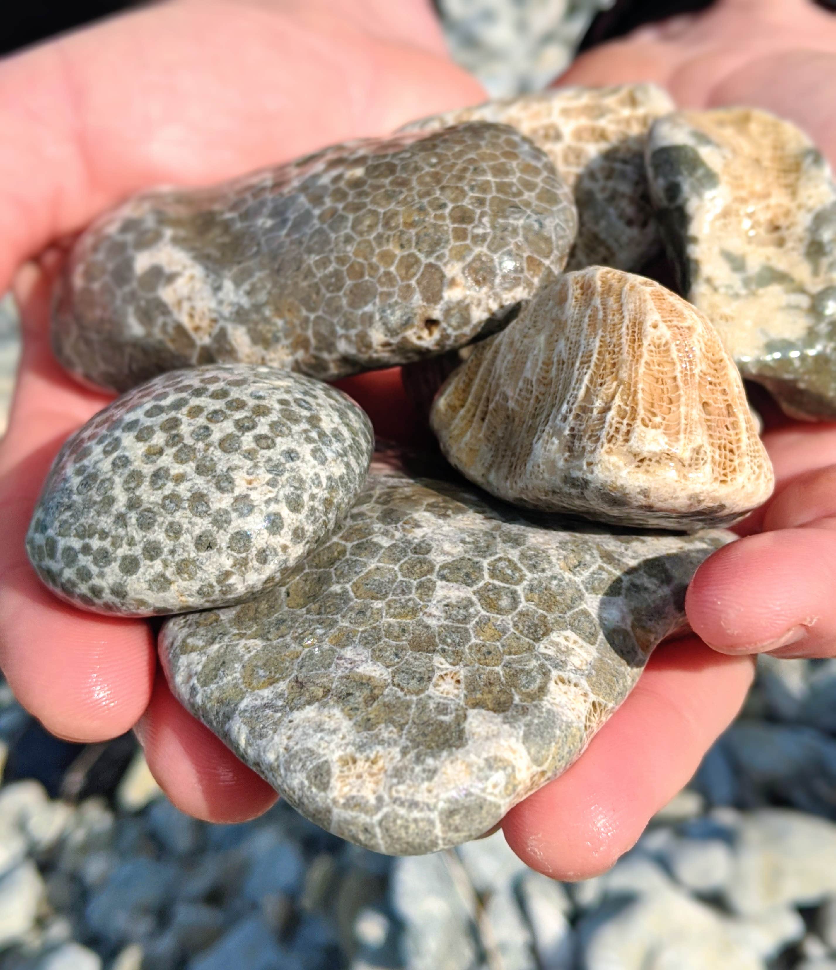 To find these babies, you'll have to kayak around to Fossil Ledges.  You'll be greeted with a motherload of them along the shoreline.