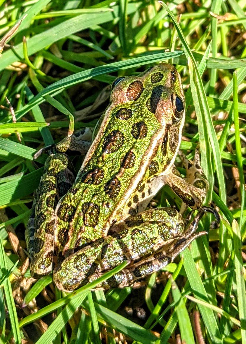 Found on an island that we paddled to from Drummond, part of a wildlife sanctuary.