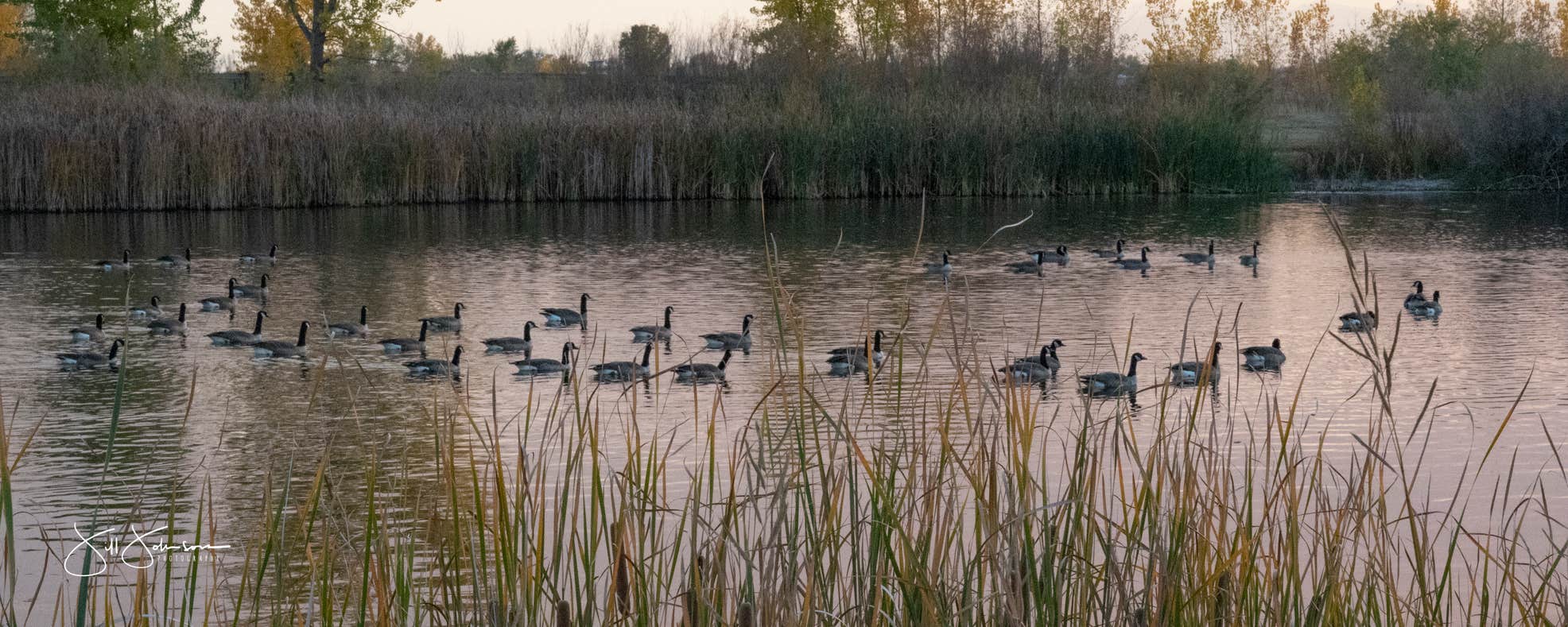 Gaggle of geese swimming through a lush pond at St. Vrain