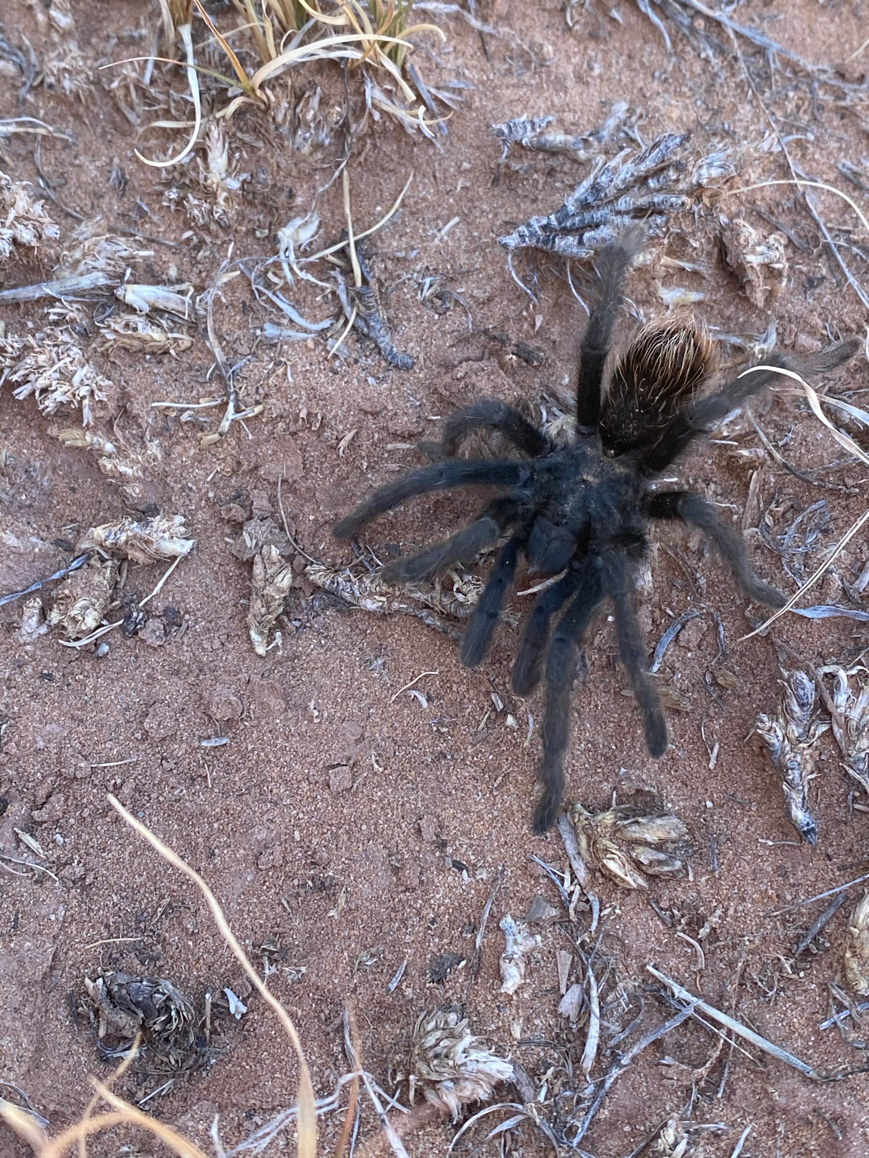 Rio Chama Campground