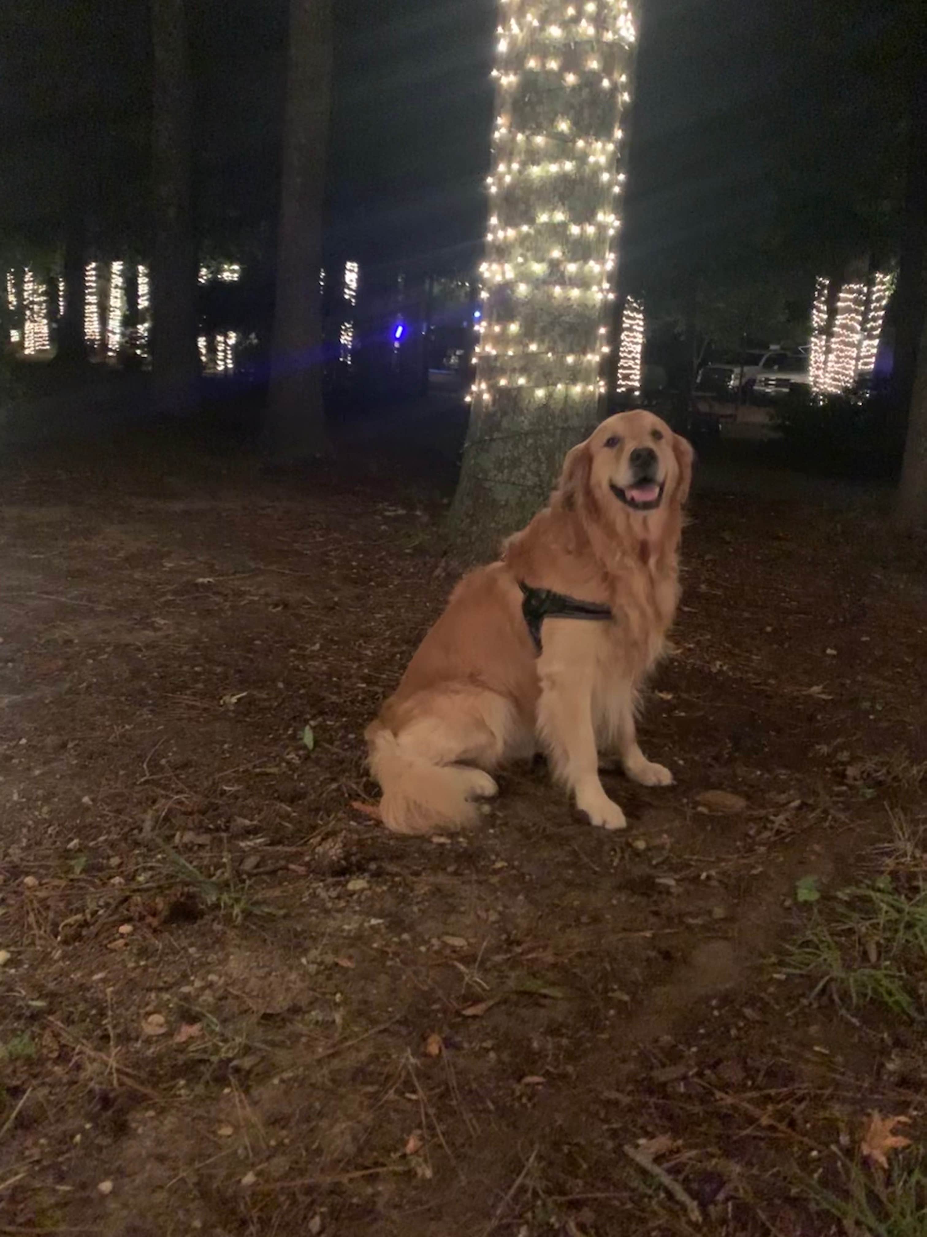Elizabeth P.'s photo of camping with pets at River Rocks Landing near Gadsden, AL