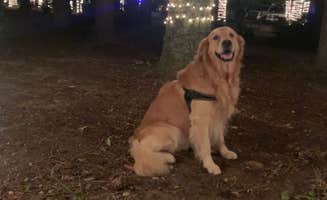 Elizabeth P.'s photo of camping with pets at River Rocks Landing near Jacksonville, AL