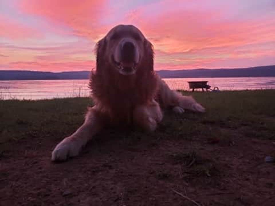 Elizabeth P.'s photo of camping with pets at Little Mountain Marina Resort near Baileyton, AL