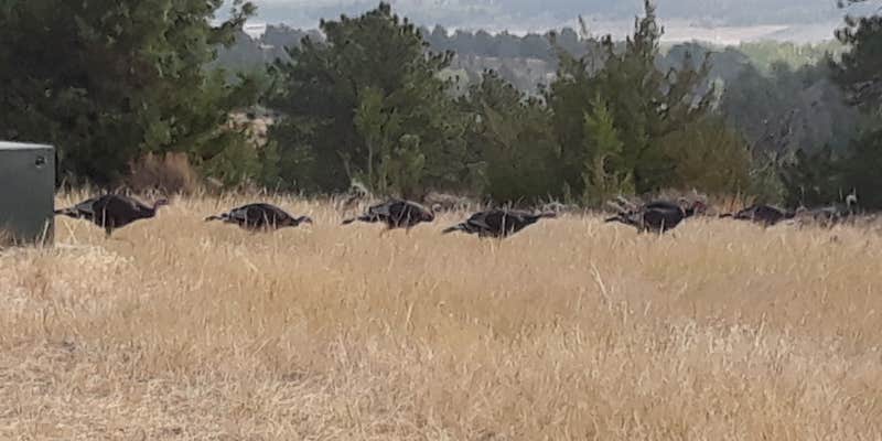 Camper submitted image from Reno Cove — Glendo State Park