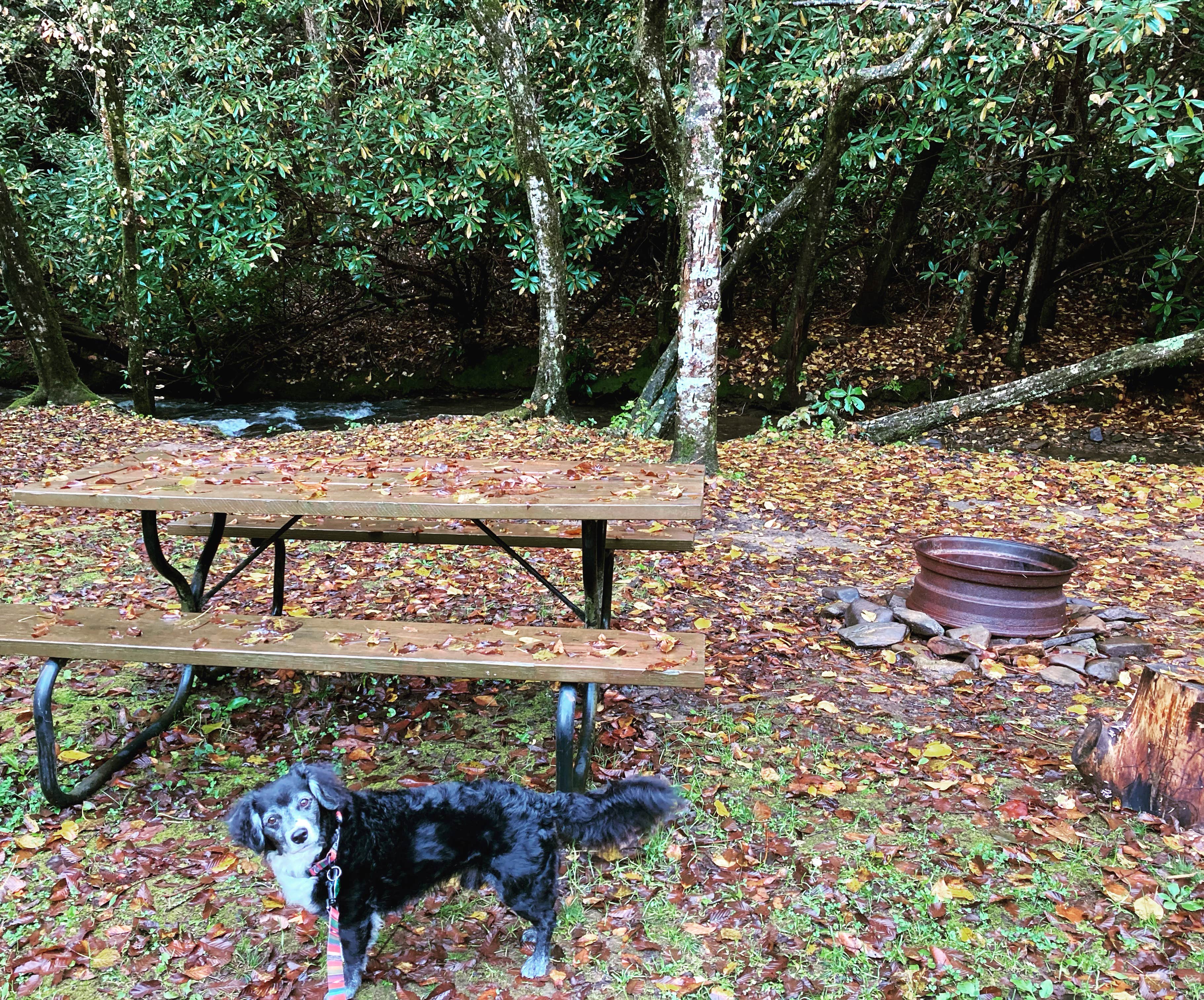 Natasha's photo of camping with pets at Appalachian Campground near Helen, GA