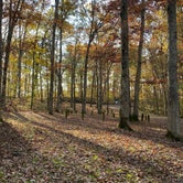 Review photo of Burr Oak Cove Campground by Steve C., October 23, 2020