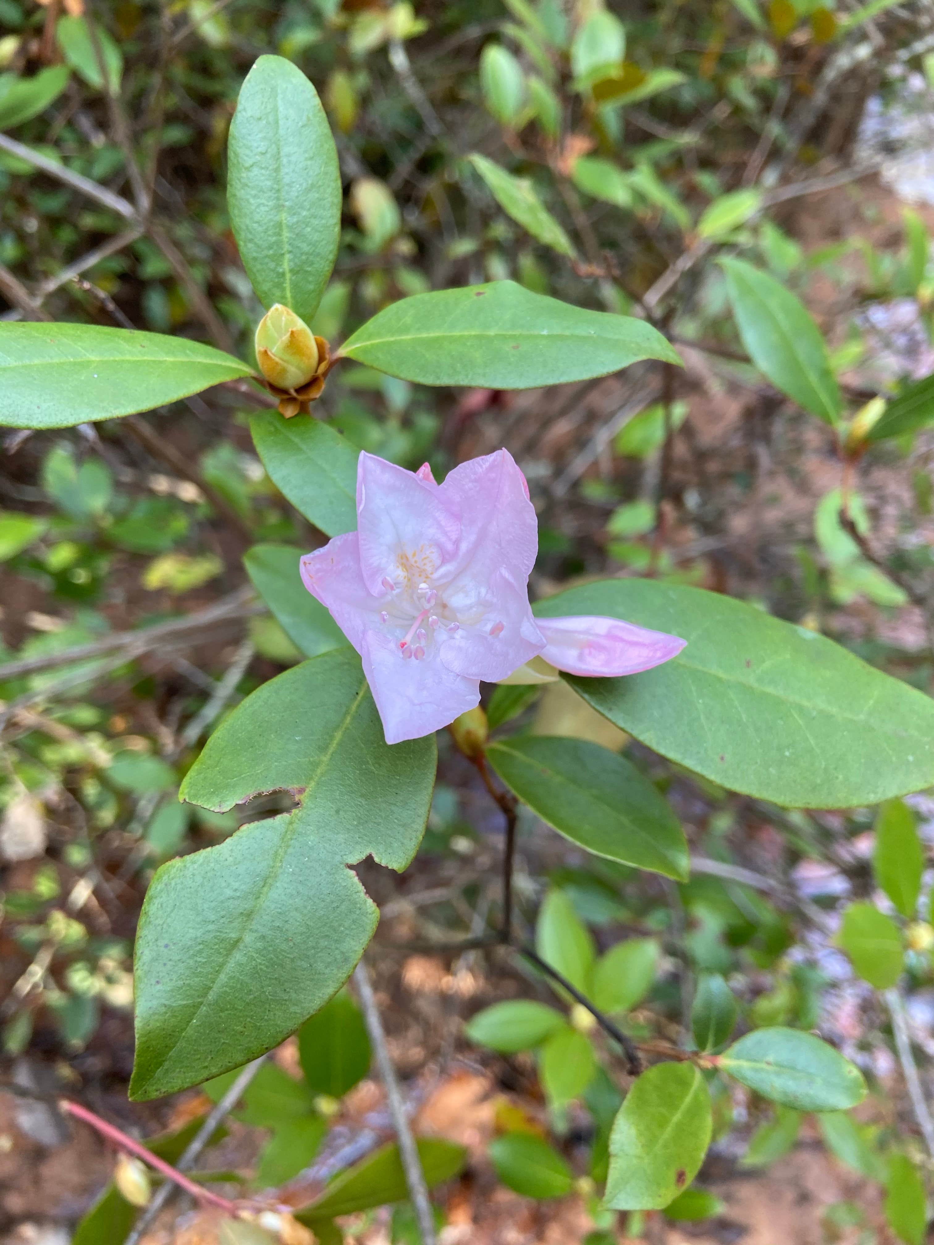 Camper-submitted photo at Providence Canyon State Park Campground near Phenix City, AL