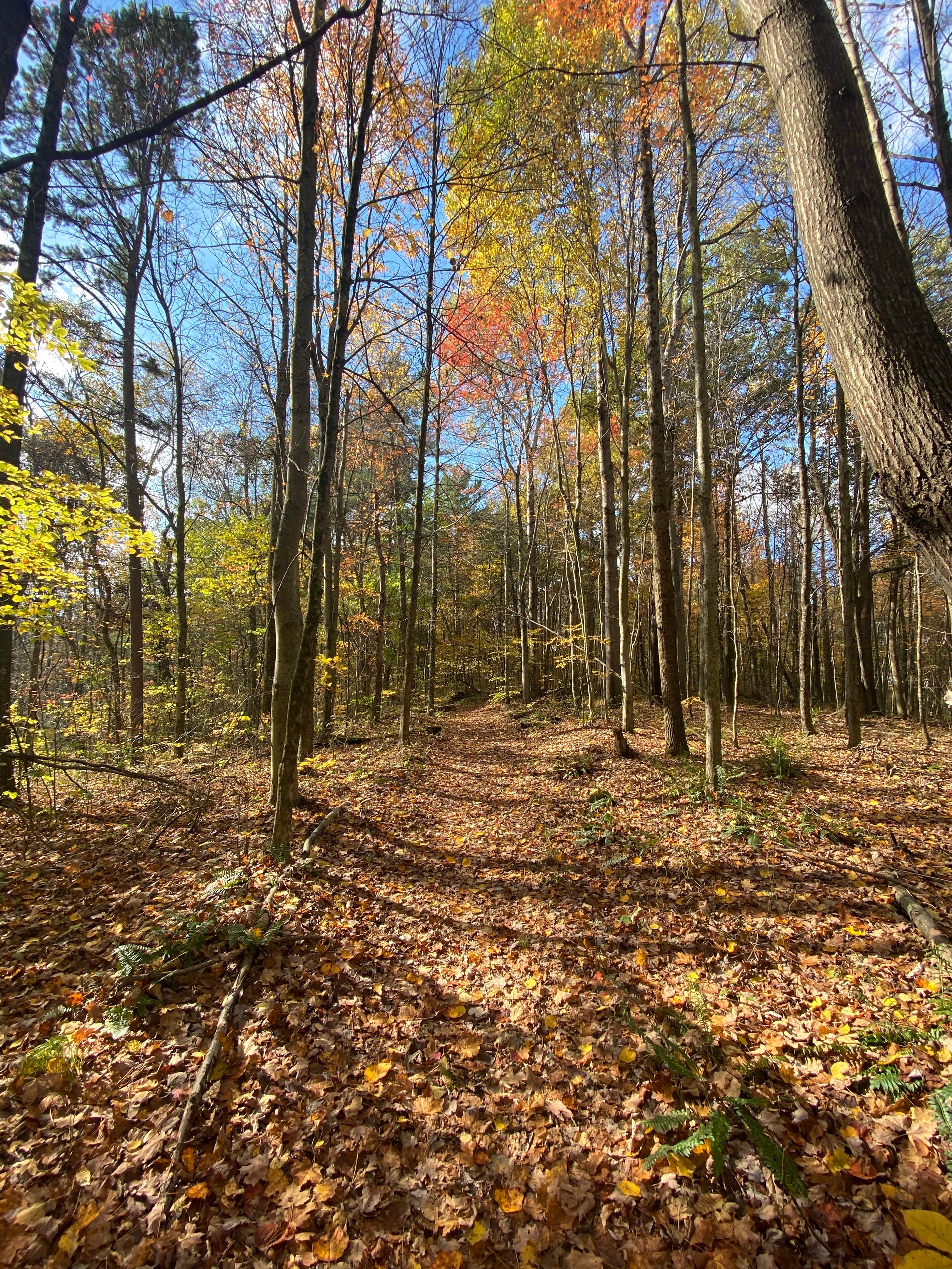 Camper submitted image from Wildcat Hollow Hiking Trail Dispersed - 2