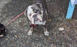 Jessica G.'s photo of camping with pets at LOGE Westport near Ocean Shores, WA