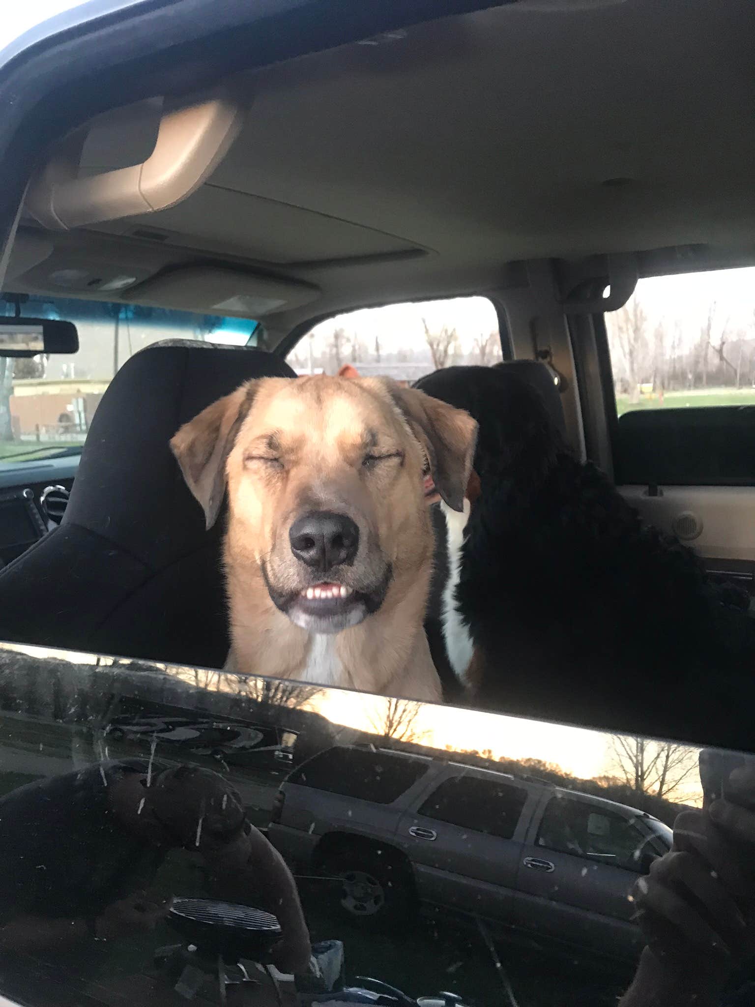 Mechel M.'s photo of camping with pets at Gunnison KOA near Curecanti National Recreation Area