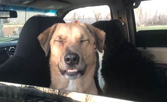 Mechel M.'s photo of camping with pets at Gunnison KOA near Almont, CO