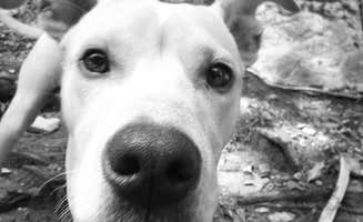 Jesse S.'s photo of camping with pets at COE Canyon Lake Canyon Park near Canyon Lake, TX