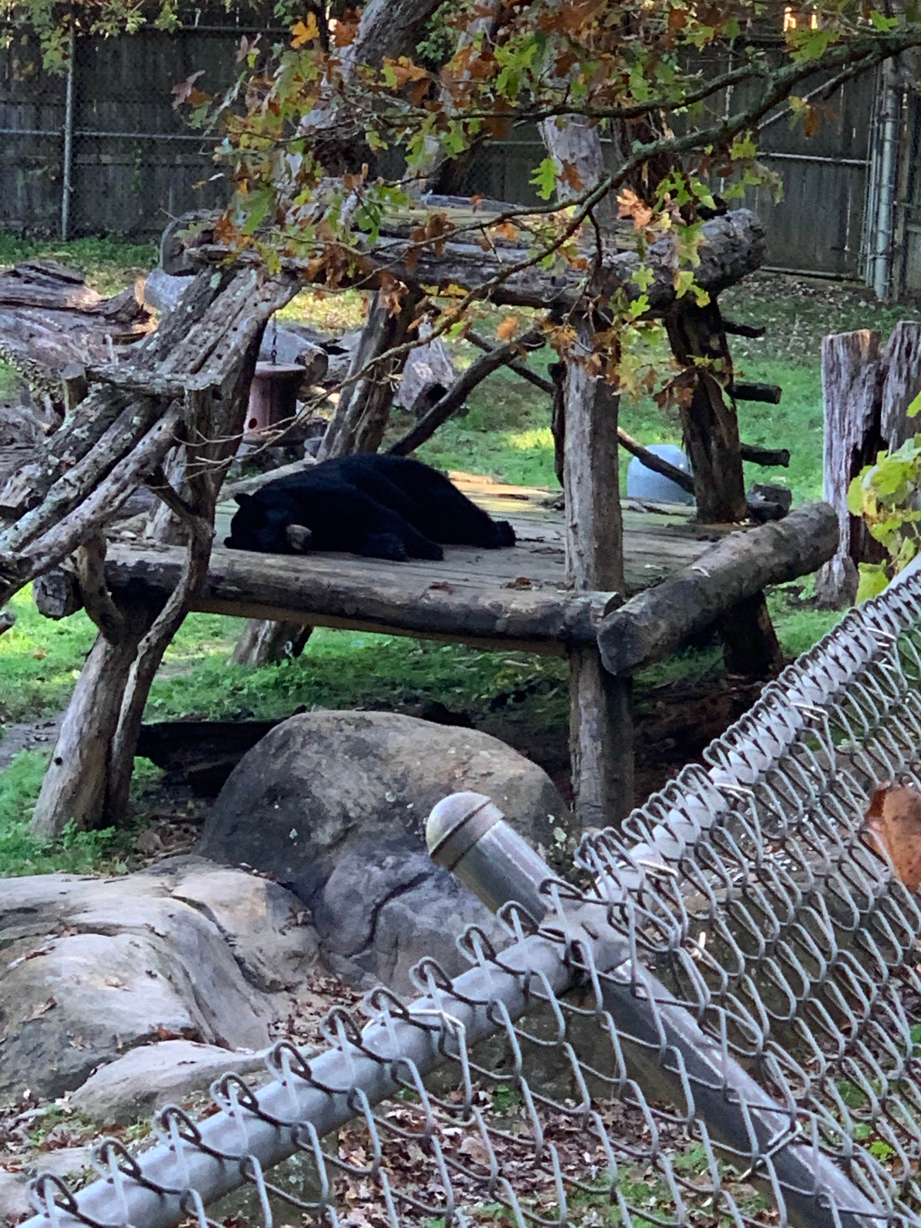 Camper-submitted photo at Asheville West KOA near Canton, NC