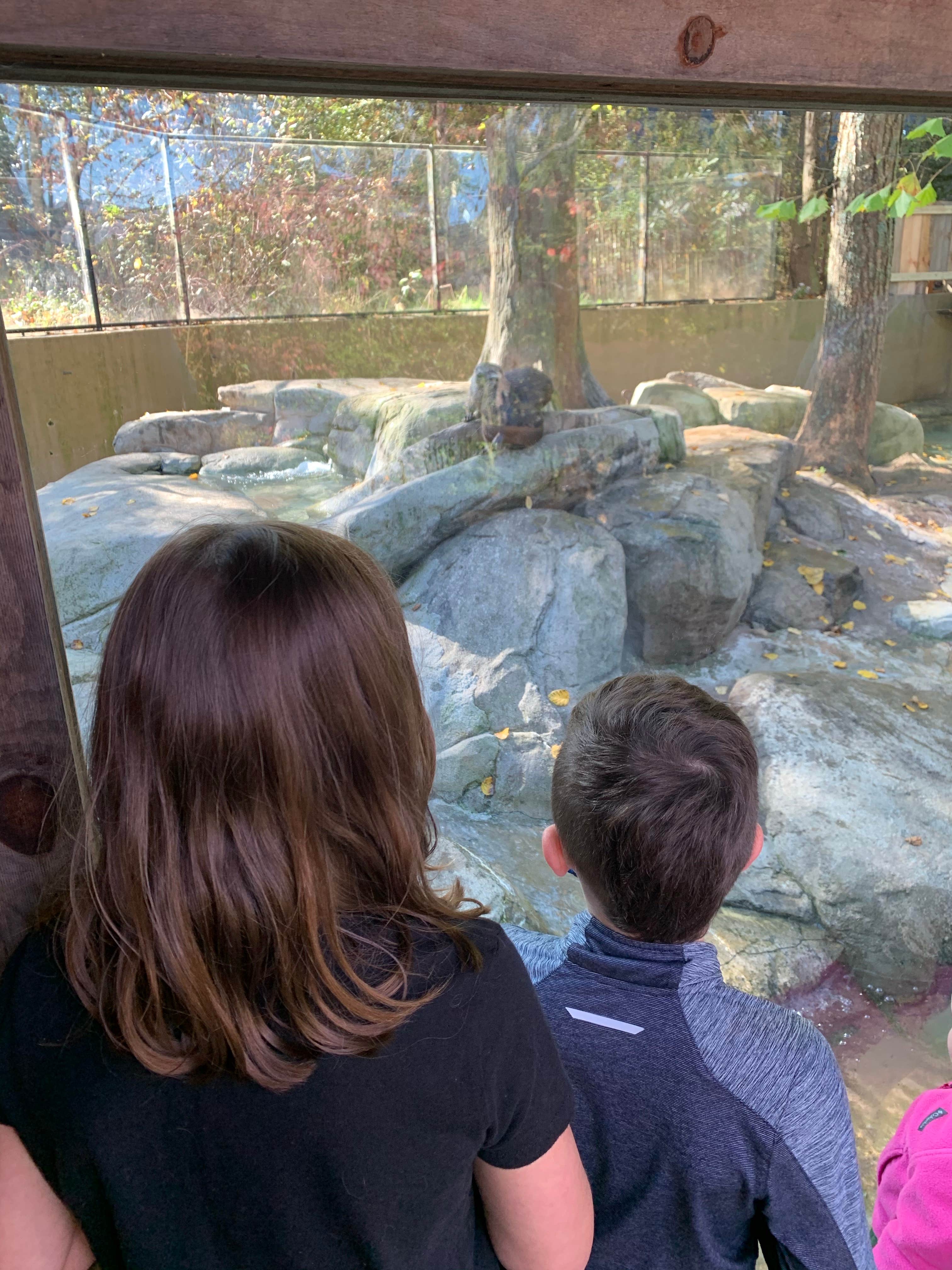 Camper-submitted photo at Asheville West KOA near Canton, NC