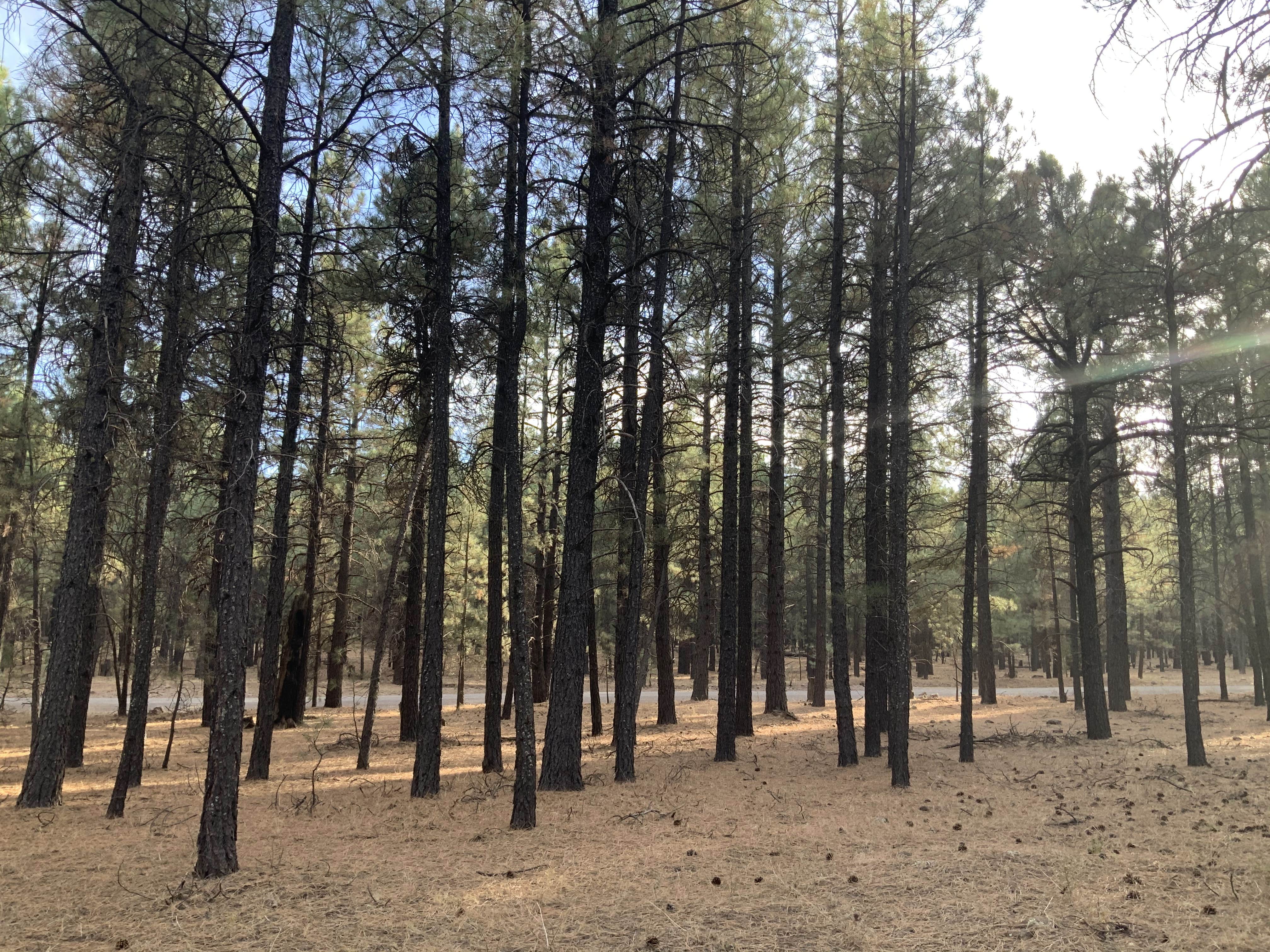 Camper-submitted photo at FR 222 Dispersed near Camp Verde, AZ