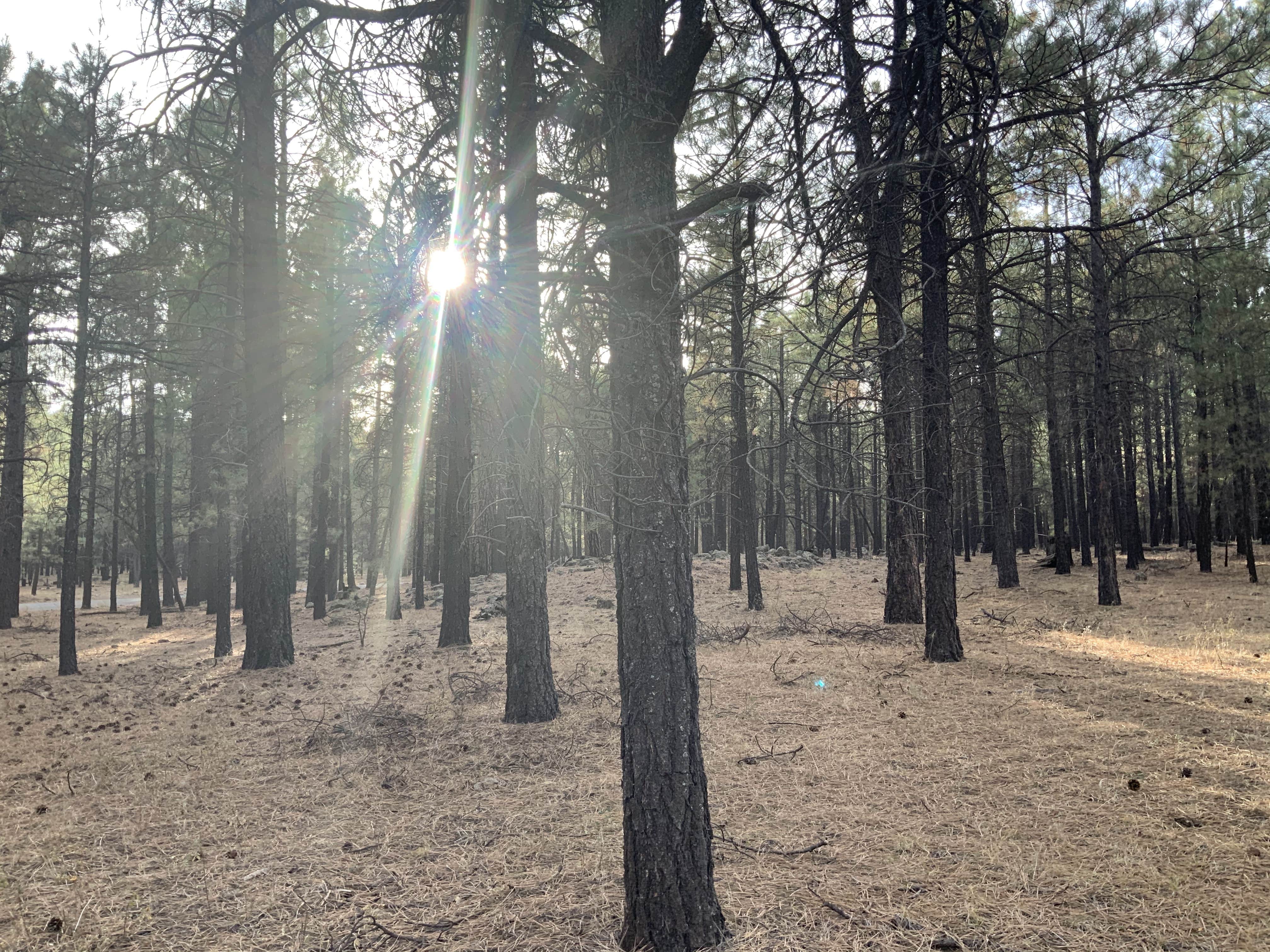 Camper-submitted photo at FR 222 Dispersed near Camp Verde, AZ