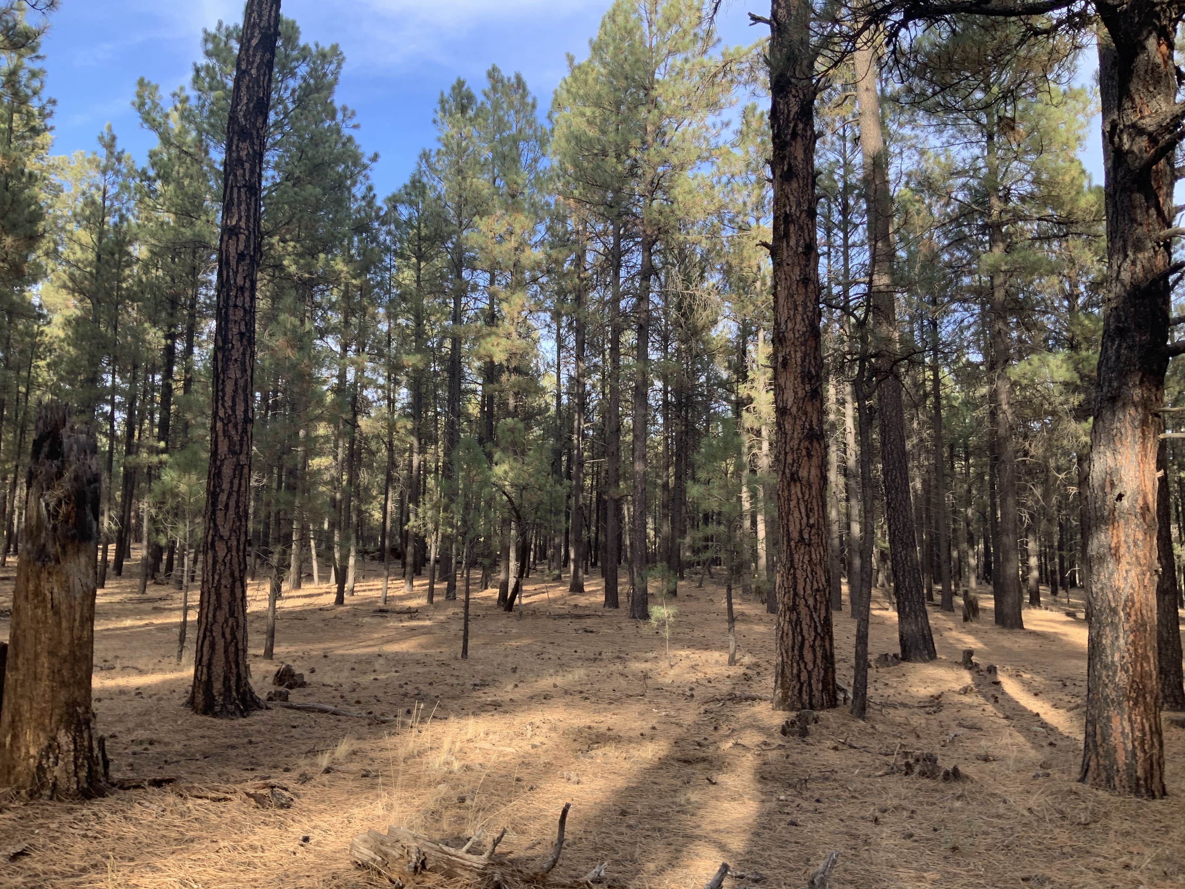 Camper-submitted photo at FR 222 Dispersed near Camp Verde, AZ