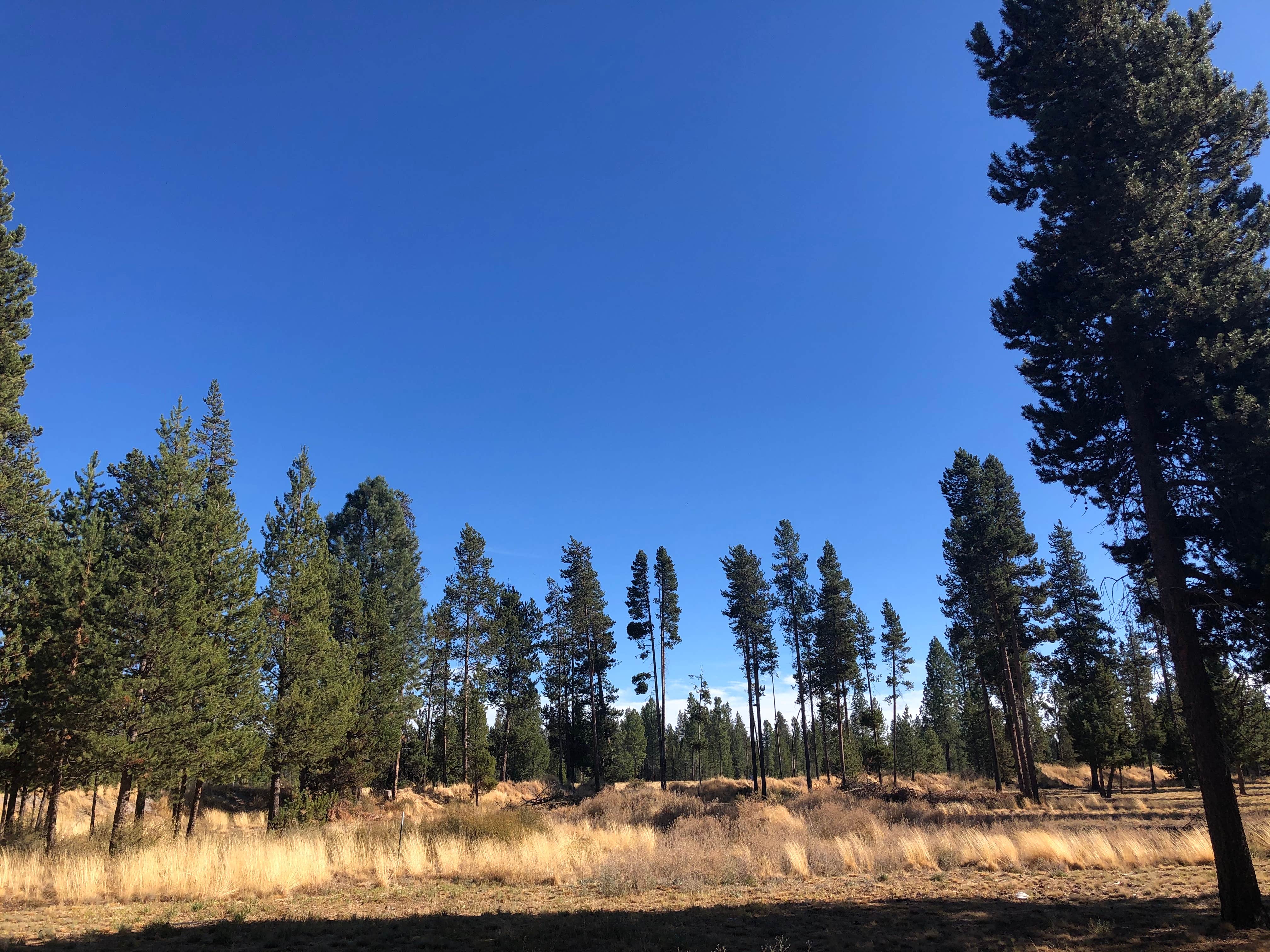 Camper-submitted photo at Cascade Meadows RV Resort near Gilchrist, OR