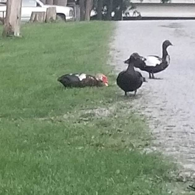 Campground Island Biglerville, PA