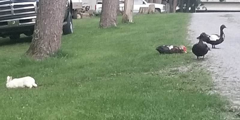 Camper submitted image from Campground Island