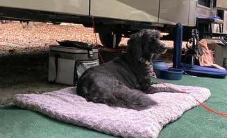 Larry M.'s photo of camping with pets at Ebenezer Park Campground - TEMPORARILY CLOSED near Wingate, NC
