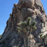 Review photo of Jumbo Rocks Campground — Joshua Tree National Park by Carolyn W., October 24, 2020