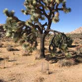Review photo of Jumbo Rocks Campground — Joshua Tree National Park by Carolyn W., October 24, 2020