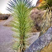Review photo of Jumbo Rocks Campground — Joshua Tree National Park by Carolyn W., October 24, 2020