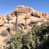 Review photo of Jumbo Rocks Campground — Joshua Tree National Park by Carolyn W., October 24, 2020
