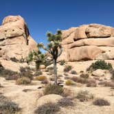 Review photo of Jumbo Rocks Campground — Joshua Tree National Park by Carolyn W., October 24, 2020