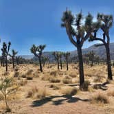 Review photo of Jumbo Rocks Campground — Joshua Tree National Park by Carolyn W., October 24, 2020