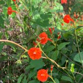 Review photo of Kolomoki Mounds State Park Campground by Phil K., October 25, 2020