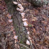 Review photo of Kolomoki Mounds State Park Campground by Phil K., October 25, 2020