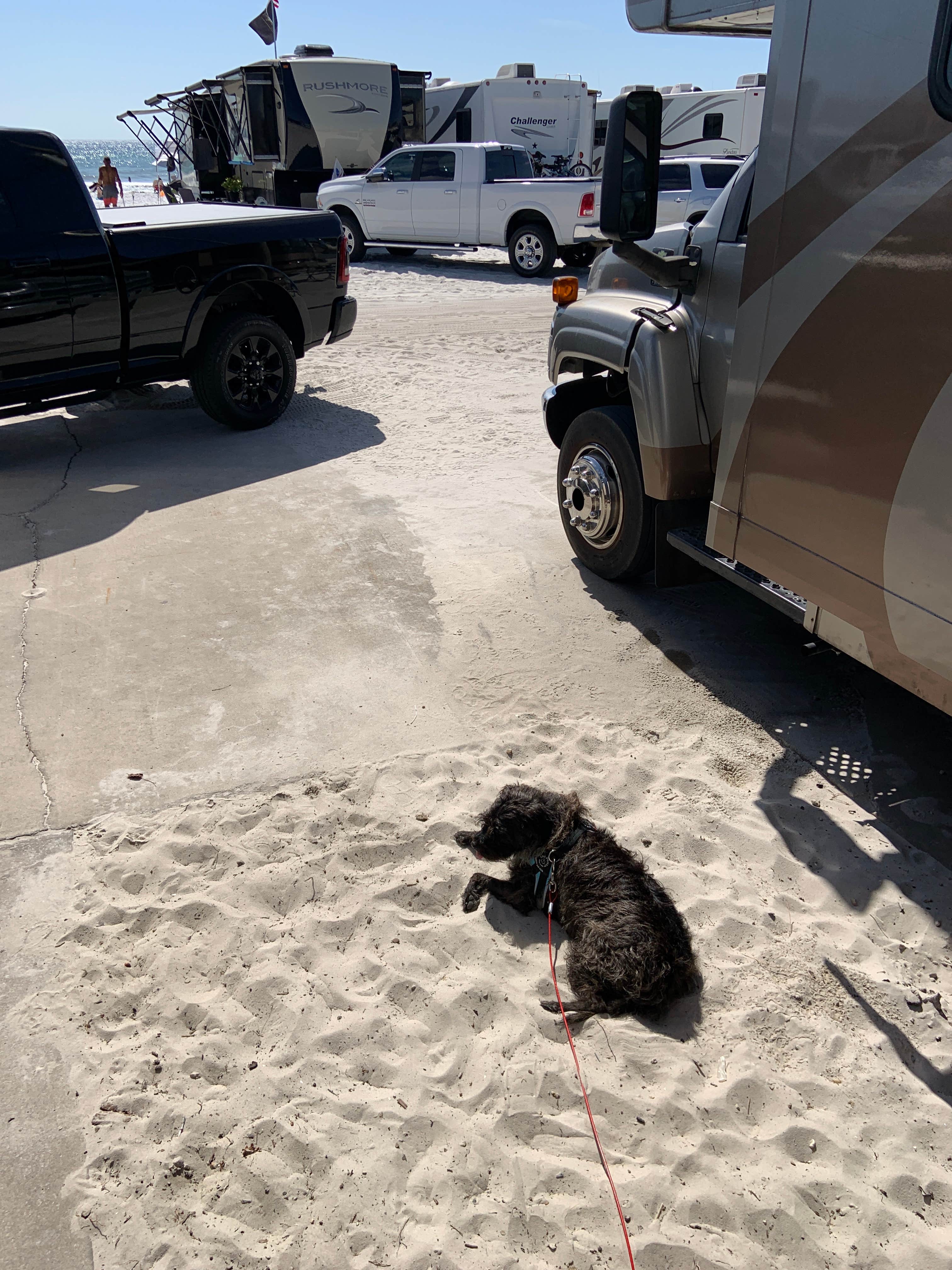 Taylor D.'s photo of camping with pets at Camp On The Gulf near Panama City Beach, FL