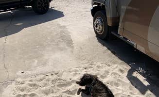 Taylor D.'s photo of camping with pets at Camp On The Gulf near Panama City Beach, FL