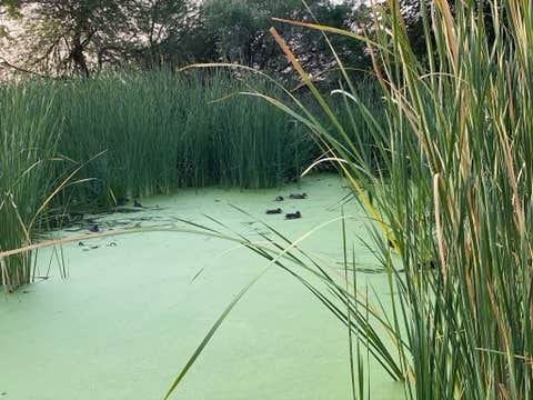 Camper-submitted photo at Prince of Tucson RV Park near Marana, AZ