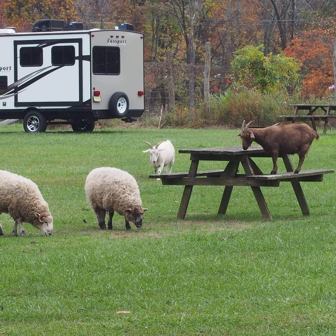Jami's photo of camping with a horse at Mountainview Campground near Blakeslee, PA