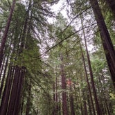 Review photo of Burlington Campground — Humboldt Redwoods State Park by Jonathan G., October 26, 2020