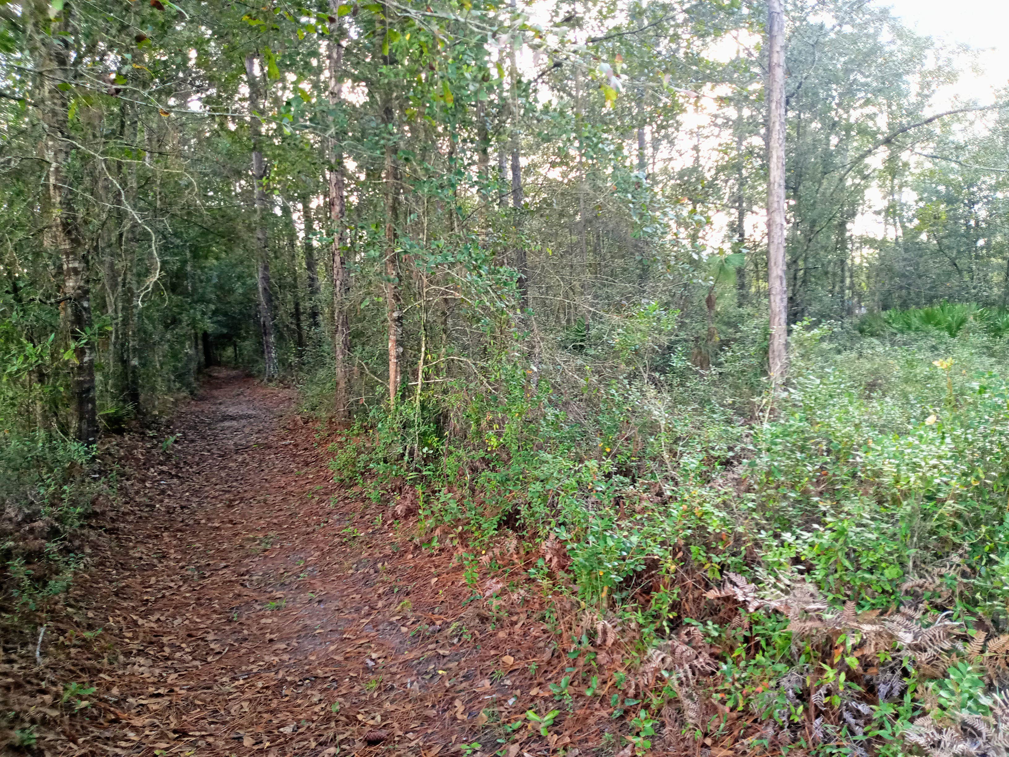 Camper submitted image from Okefenokee Pastimes Cabins and Campground - 4