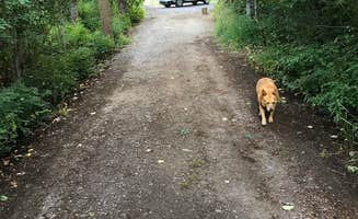 Jenny H.'s photo of camping with pets at Lone Tree Campground in Montana