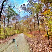 Review photo of Redbud Campground at Bell Smith Springs by John , October 26, 2020