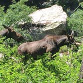 Review photo of Jenny Lake Campground — Grand Teton National Park by Brooke C., May 22, 2018