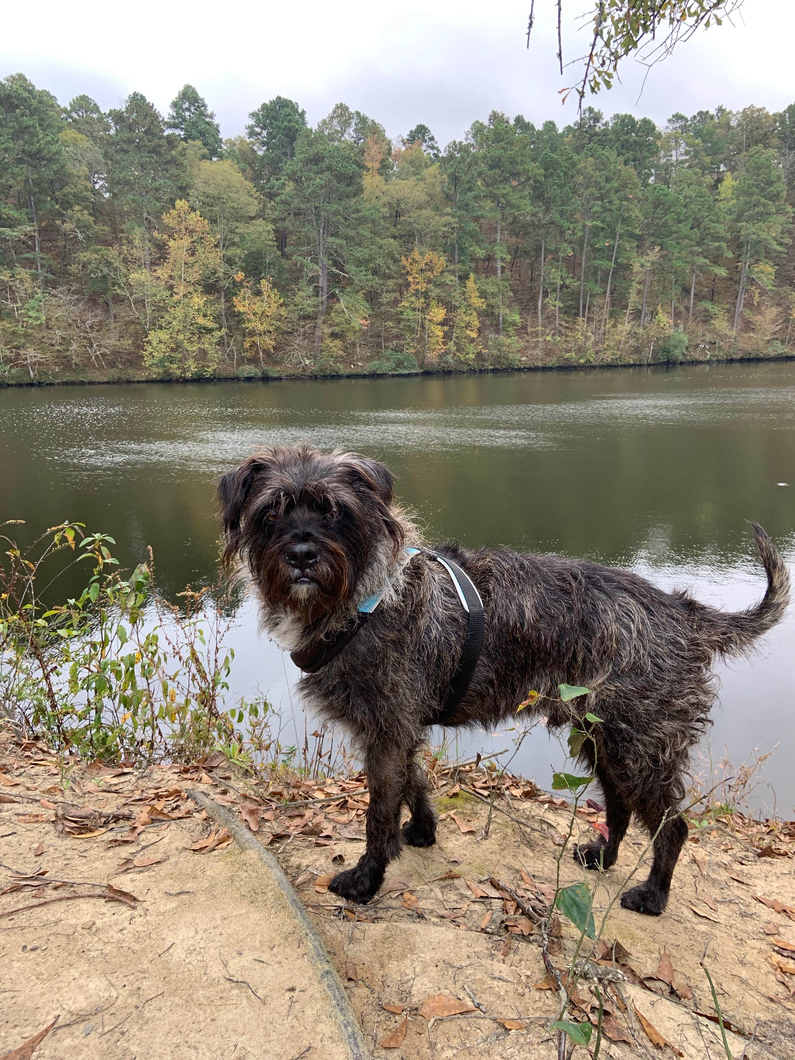 Taylor D.'s photo of camping with pets at Catherine's Landing near Mountain Pine, AR