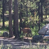 Review photo of Jenny Lake Campground — Grand Teton National Park by Brooke C., May 22, 2018