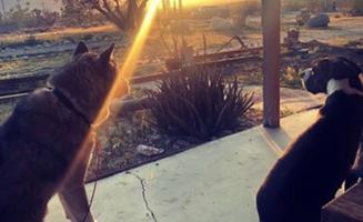 CAPOTISTA's photo of camping with pets at Rancho Capotista in California