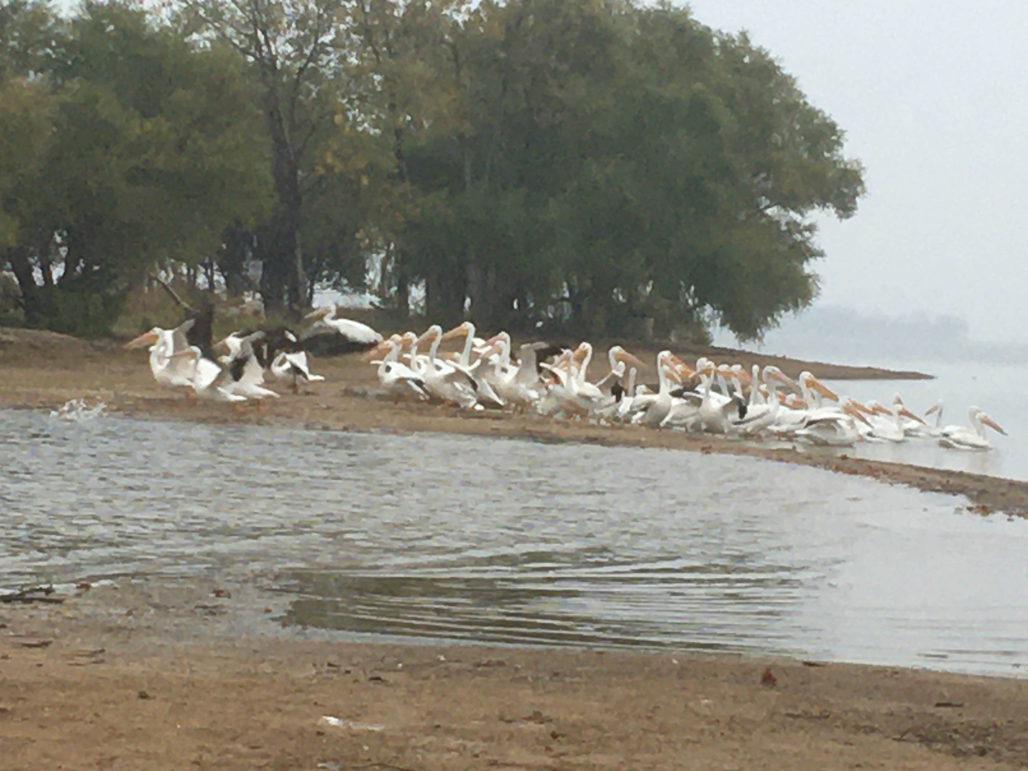 Camper-submitted photo at Willow Grove Park near Addison, TX