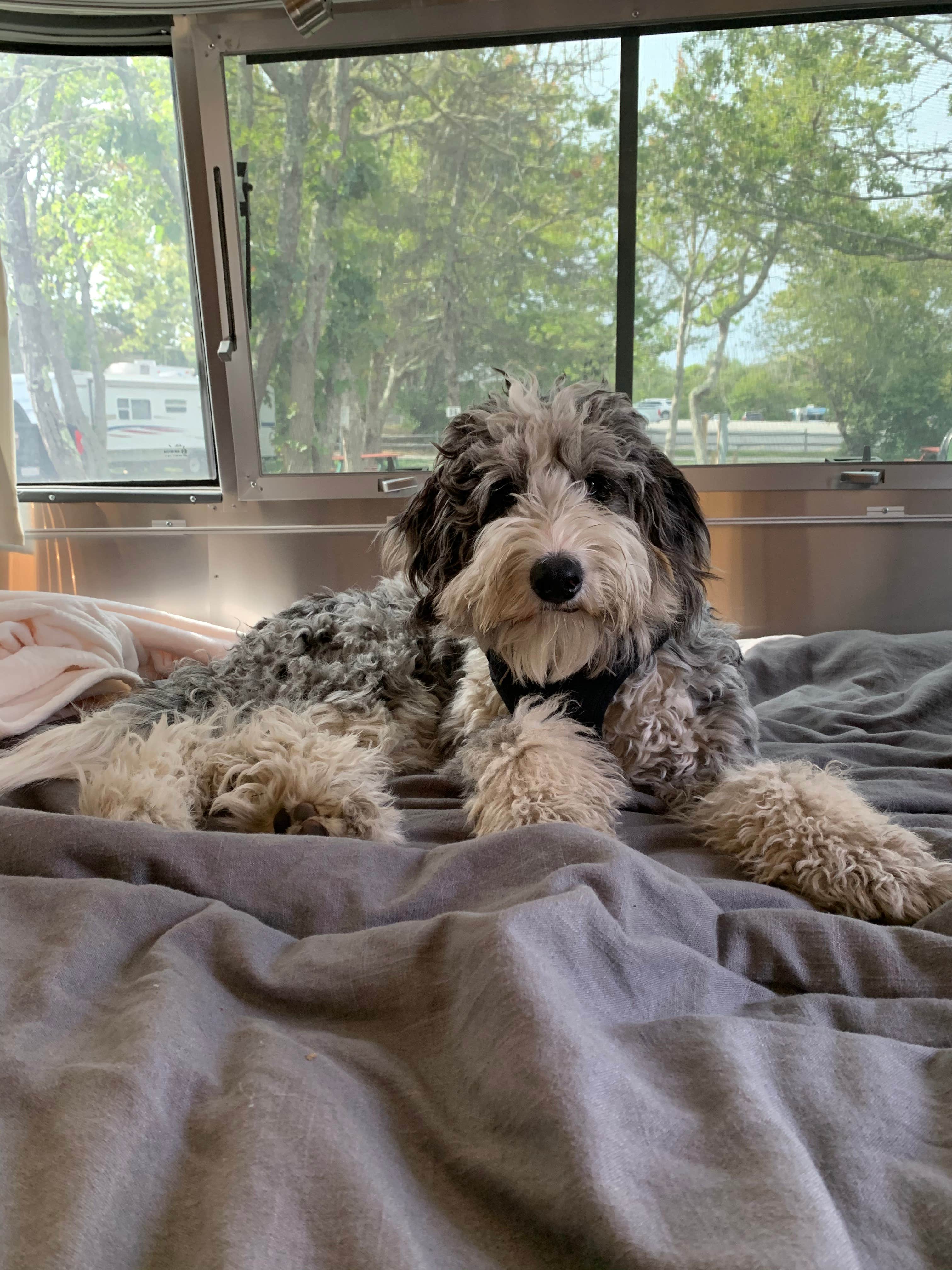 Ilana F.'s photo of camping with pets at Coastal Acres Campground near Rockport, MA